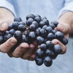 twee handen vol met blauwe druiven