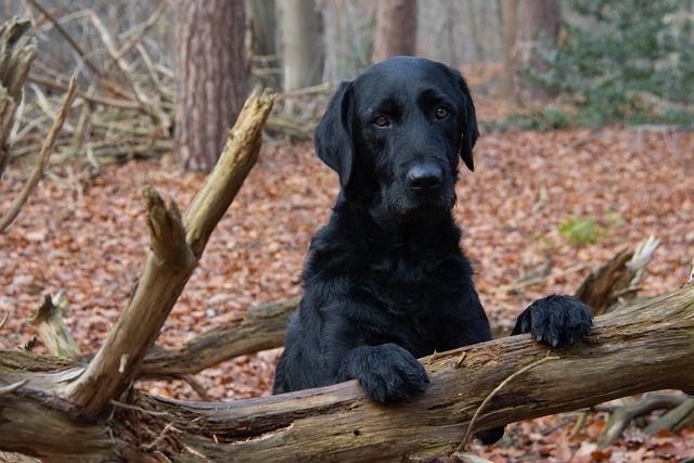 hond in bos