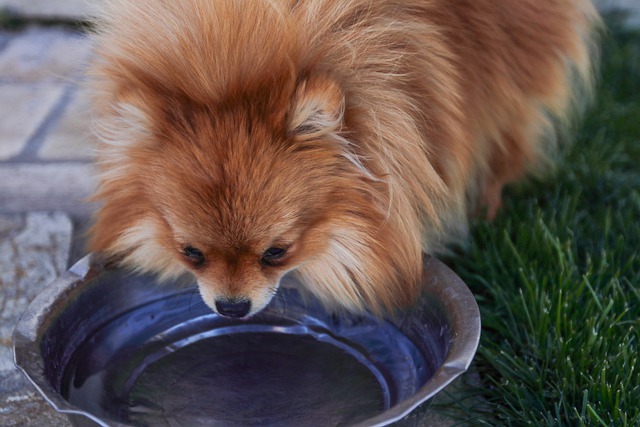 hond met bak water