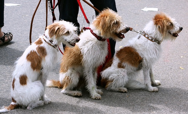 honden blijven buiten