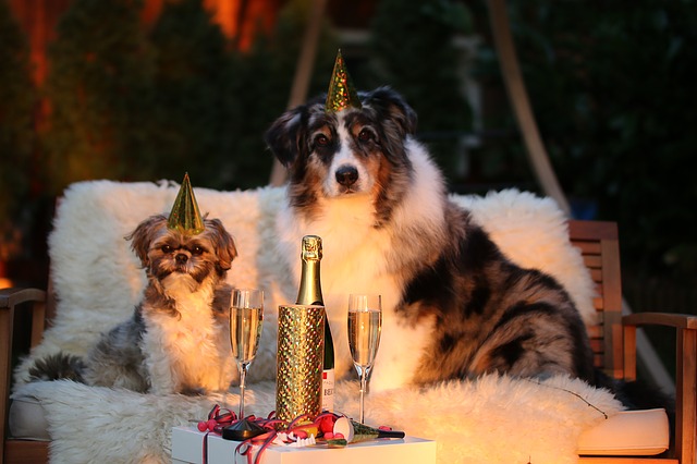 honden tijdens feestdagen