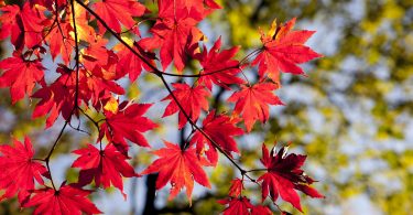 rode bladeren in de herfst