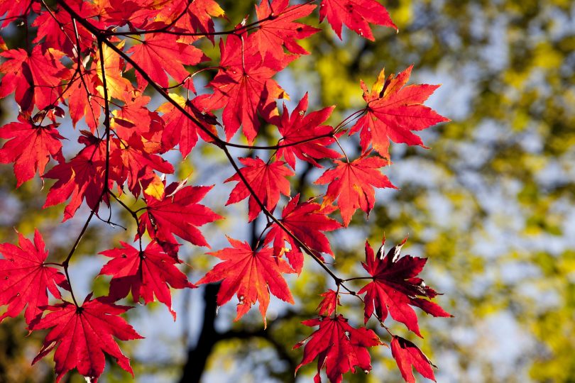 rode bladeren in de herfst