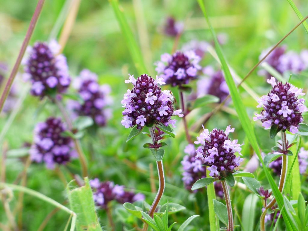 kruidenbloemen