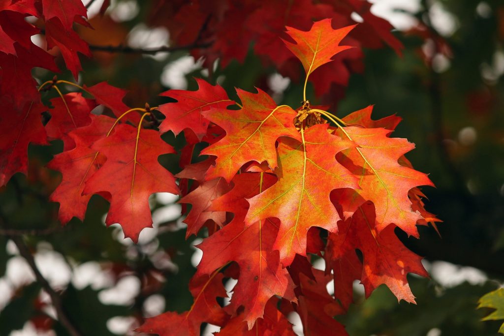 herfstbladeren