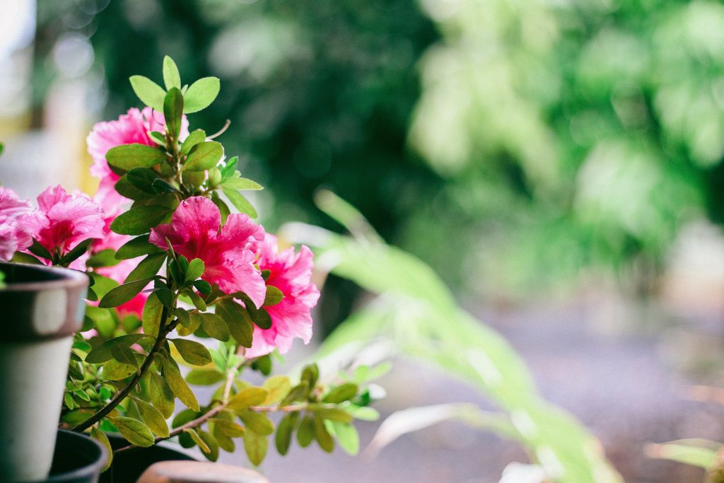 roze bloemen