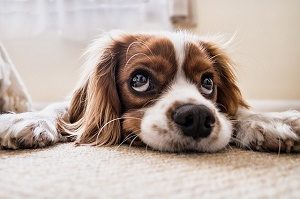 hondje op de bank