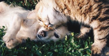 hond en kat op gras