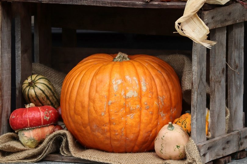 grote oranje pompoen in kistje met kleine pompoenen eromheen