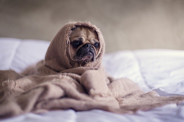 hond op bed