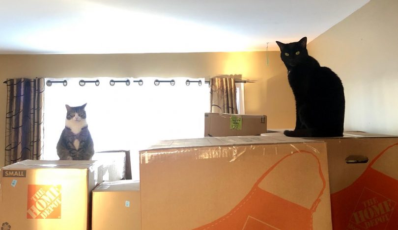 katten bovenop verhuisdozen