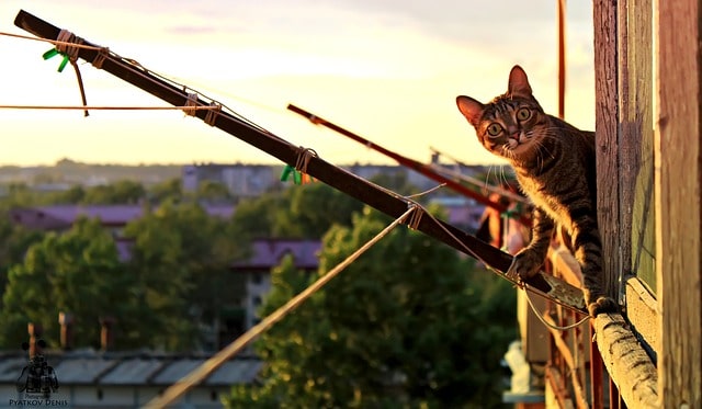 kat kijkt vanaf terras